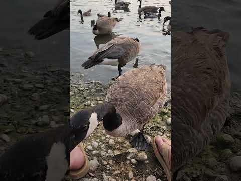 you can take the boy out of africa, but you cant take africa out the boy. #ducks #geese #whattheduck