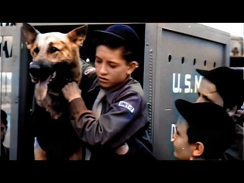 A HERO COMES HOME! 🐕 Adventures of Danny Boy (1946) | K-9 Corps War Drama