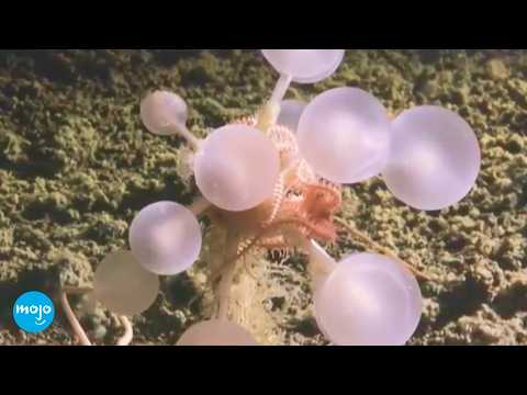 Top 10 Scariest Species Discovered This Decade