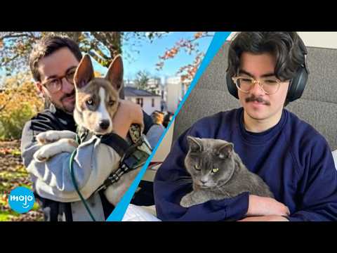 Dogs VS Cats